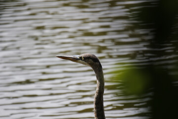 Canvas Print - Closeup shot of a Great Blue Heron head against a lake water background on a sunny day