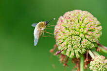 Bee Fly (Bombyliidae) Feeding On Buttonbush Flower Nectar. Soft Green Background With Copy Space.