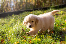 Tiny And Fluffy, Cute 8 Week Old Golden Retriever Puppy Playing Outside In The Grass