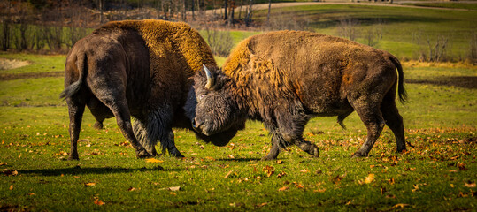 two male bison fighting head-to-head