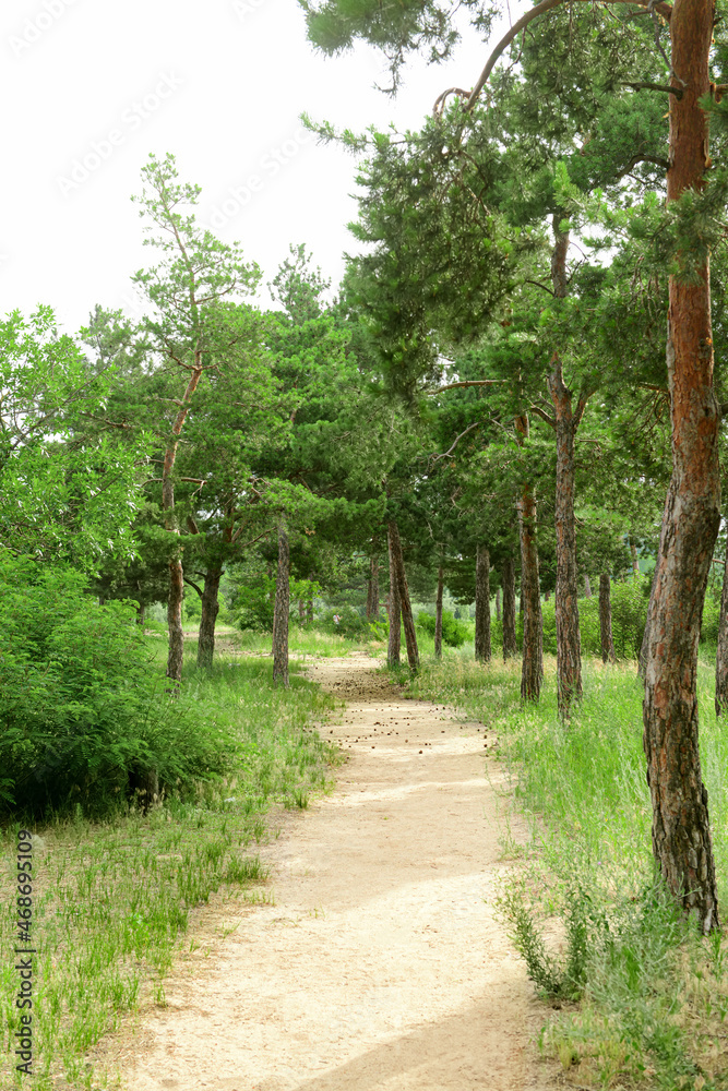 Pathway in beautiful coniferous forest