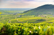 © Gael Fontaine - Le Mont Brouilly et vignes au lever du jour, Beaujolais, France