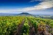 Vue sur le Mont Brouilly et les vignes du Beaujolais, France