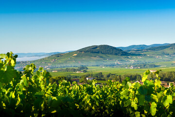 Wall Mural - Le Mont Brouilly et les vignes du Beaujolais, France