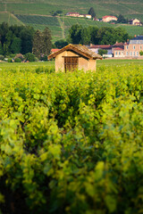 Wall Mural - Cadole du Beaujolais au milieu des vignes, France