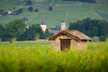 Wall Mural - Cadole du Beaujolais au milieu des vignes, France