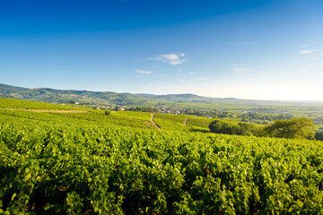 Wall Mural - Paysage et vignobles du Beaujolais, Fleurie et Villié-Morgon, France