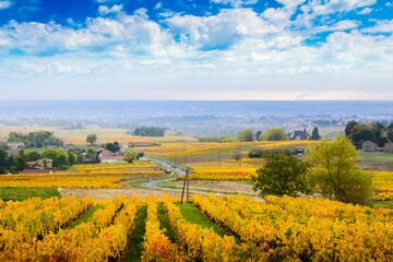 Canvas Print - Landscape and colors of Beaujolais at fall
