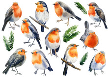 Watercolor Illustration Winter Bird. Set Of Robin Birds Isolated On White Background. 