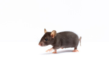 Little Black Mouse on a White Background