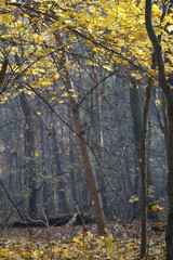 Wall Mural - fall forest scenery in Poland Europe