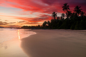 Wall Mural - Tropical sandy beach with palm trees at sunset