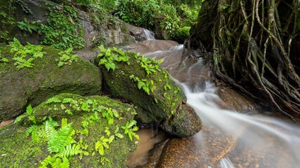 Wall Mural - Time Lapse Small waterfalls beautiful Nature video nature waterfall in rainforest trees Abundant forest amazing nature background