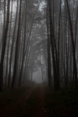  fog in the forest