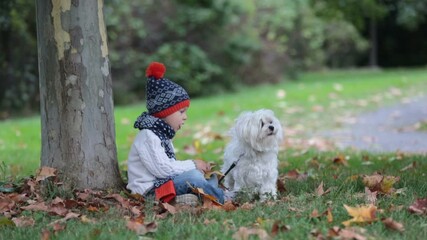 Sticker - Little toddler child, boy, playing with maltese dog and knitted teddy bear in autumn park on sunset