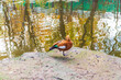Redhead duck - Ogar in water in a city park