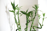 Fototapeta Sypialnia - Bunch of potted green bamboos as a home decor. Home interior decoration concept.