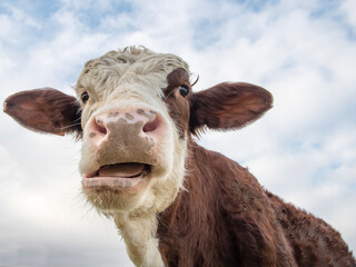 génisse ruminant son repas