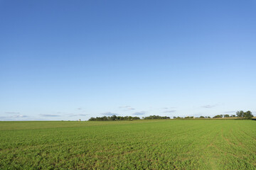 Poster - View of agricultural field on a sunny day.