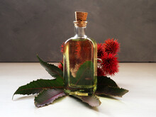 Cosmetic Castor Oil In A Glass Bottle On A Gray Background. Decorated With Castor Bean Leaves And Fruits