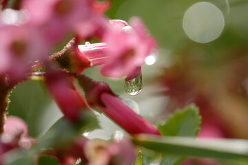 Canvas Print - Closeuo of a droplet in nature