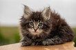 © annie - portrait of a cat, norwegian forest cat, kitten classic tabby