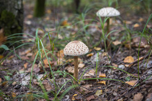 The White Fungus Macrolepiota Excoriata Grows In A Forest