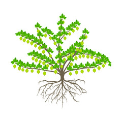 Wall Mural - Gooseberry bush with berries and roots on a white background.
