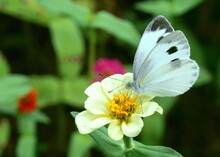 White Butterfly On A Flower