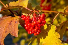 Red Berries Of Guelder-rose (Common Snowball) In Late Autumn