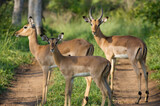 Fototapeta Sawanna - impala antelope in kruger national park