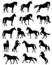 Black Horse Silhouette Set Vector, Isolated