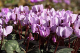 Fototapeta Kwiaty - March pink flowers of Cyclamen purpurascens in forest floor