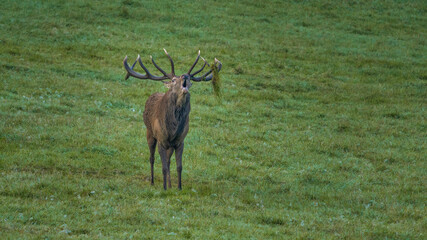 Wall Mural - stag