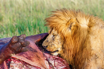 Poster - Lion at a hippo carcass on the savannah