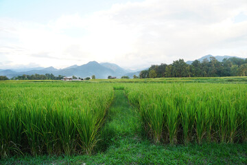 Wall Mural - View of green rice fields and earthen dyke  with mountains in the background.