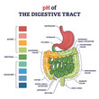 PH of digestive tract with acidic, neutral or alkaline colors outline diagram. Labeled educational gastronomical organs acid concentration comparison with anatomical structure vector illustration.