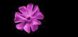 purple flower on a black background