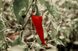 Red pepper on the bush