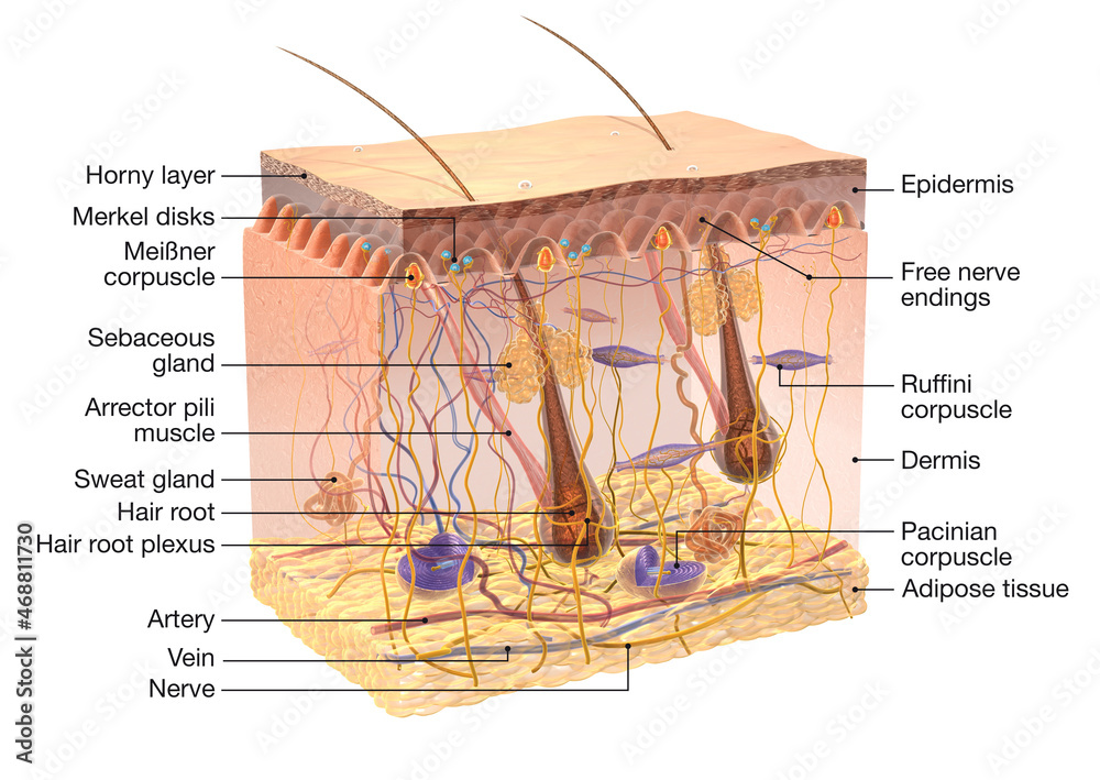 Human skin anatomy, transparent cross-section with skin receptors, 3D ...