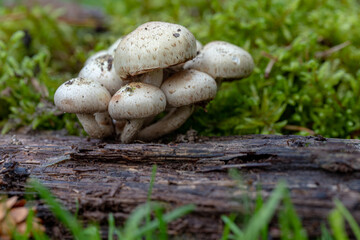 Wall Mural - Bunch of white Armillaria mushrooms in the autumn forest grows on mossy tree trunk