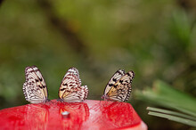 Beautiful Tropical Butterflies Eating Nectar From Feeder In Zoo.