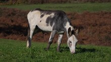 White And Gray Colored Donkey Grazing