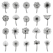 Fluffy Dandelion, Blowball Flowers Floral Decorative Silhouettes. Dandelion Fluffy Seeds Flower Plants Vector Flat Illustration Set. Blooming Dandelions Silhouettes
