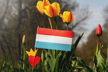 Netherlands Paper Flag On Tulips Background. Koningsdag Or King's Day Is A National Holiday In The Kingdom Of The Netherlands.