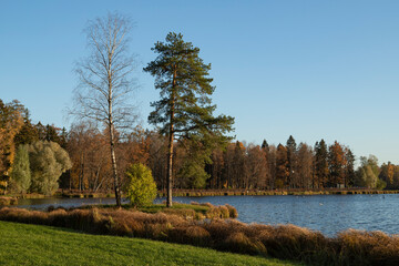 Autumn landscape in the park. Trees stand on the shore of the lake, against the blue sky. Horizontal orientation, copy space.