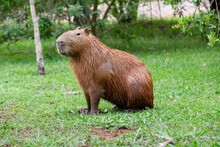 Capybara (Hydrochoerus Hydrochaeris) Isolated, Sitting On Grass In Selective Focus.