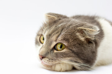 Wall Mural - Portrait of scottish fold cat lying on light gray background