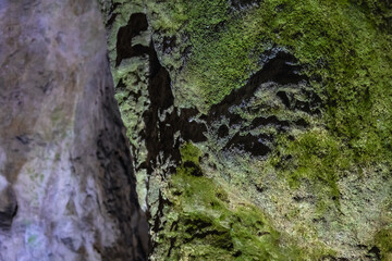 Sticker - Moss on a rocks in Bacho Kiro cave in Bulgarka Nature Park near Dryanovo town, Bulgaria