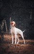 © Anna Darahan - Beautiful red english pointer dog standing in autumn dark forest